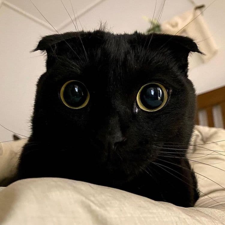 Black Cat Munji