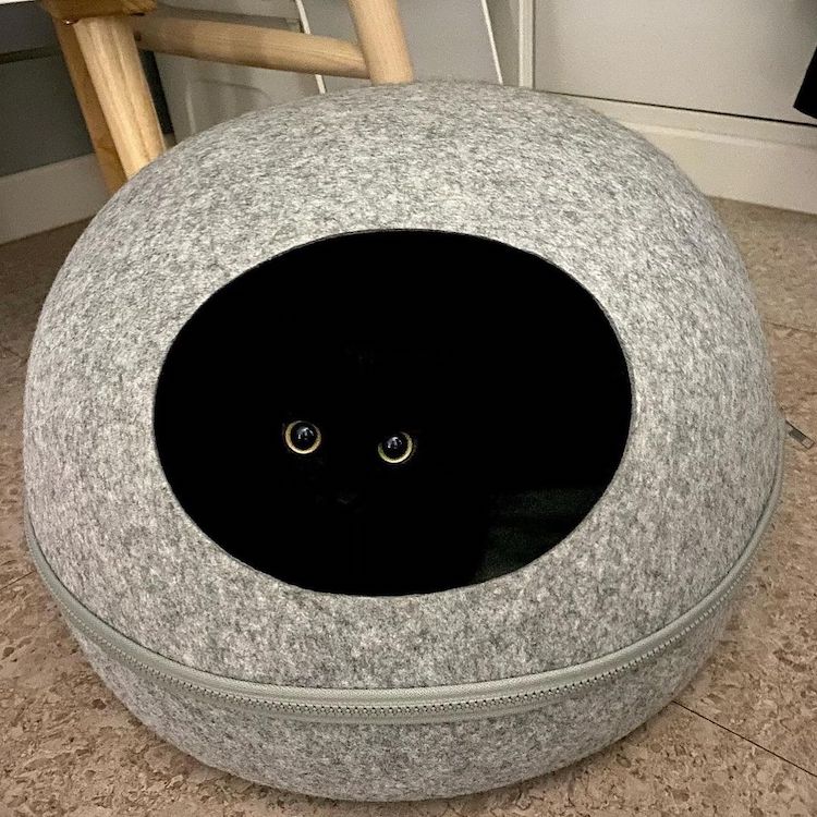 Black Cat Munji