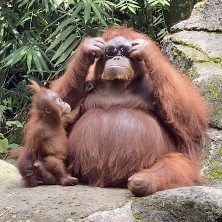 Funny Orangutan Wearing Sunglasses In Viral TikTok Video