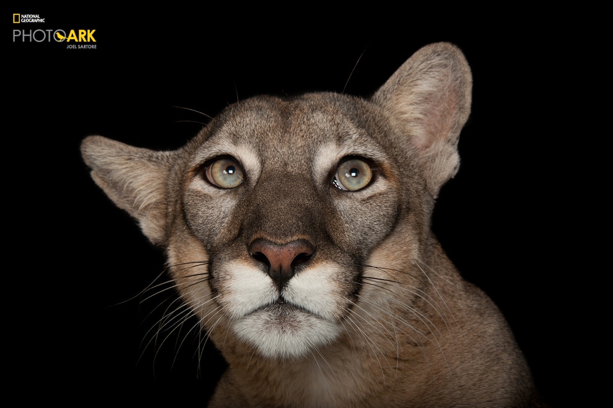 Florida panther portrait for National Geographic's Photo Ark by Joel Sartore