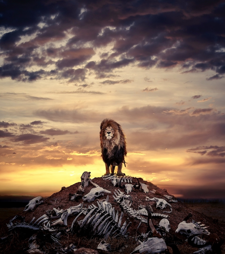 Lion Standing on Pile of Bones by Simon Needham