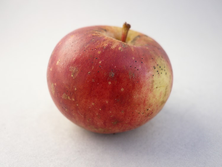 Retired Engineer Rescues Heritage Apple Varieties From Obscurity With His “Apple Search”