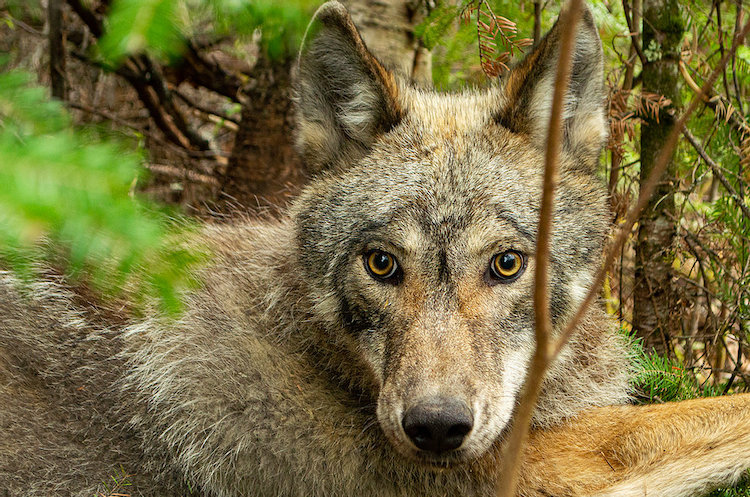 Elusive Wolf in Forest