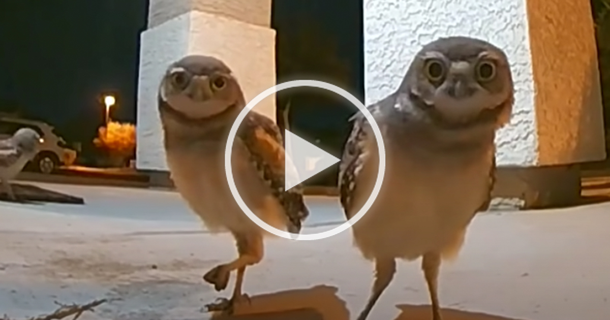 doorbell-camera-owls-thumbnail.jpg - ViralBandit