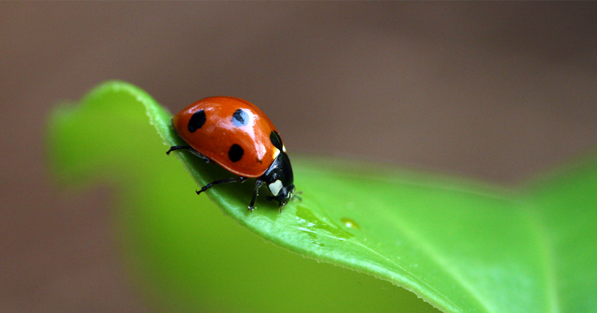 how-to-draw-a-ladybug-thumbnail.jpg - ViralBandit