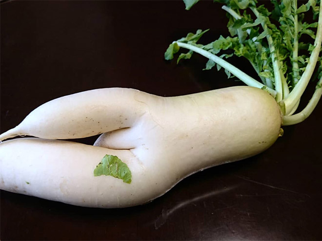 seductive-radishes21.jpg - ViralBandit