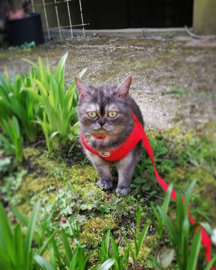 Bean the Misunderstood Rescue Cat