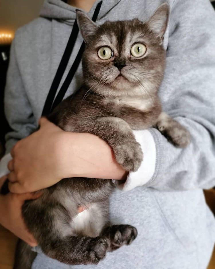 Bean the Misunderstood Rescue Cat