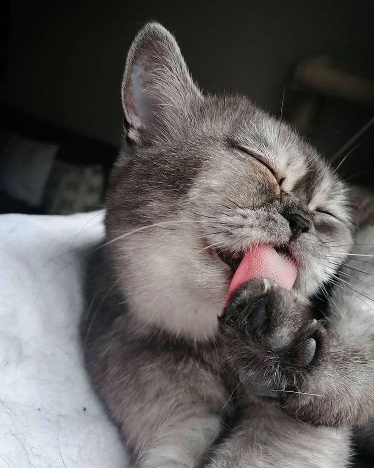 Bean the Misunderstood Rescue Cat