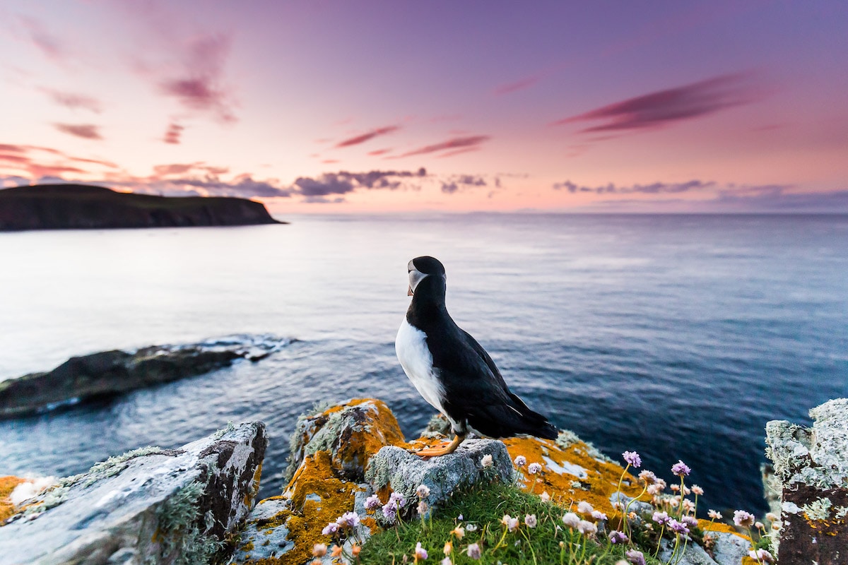 Puffin Looking Into the Horizon