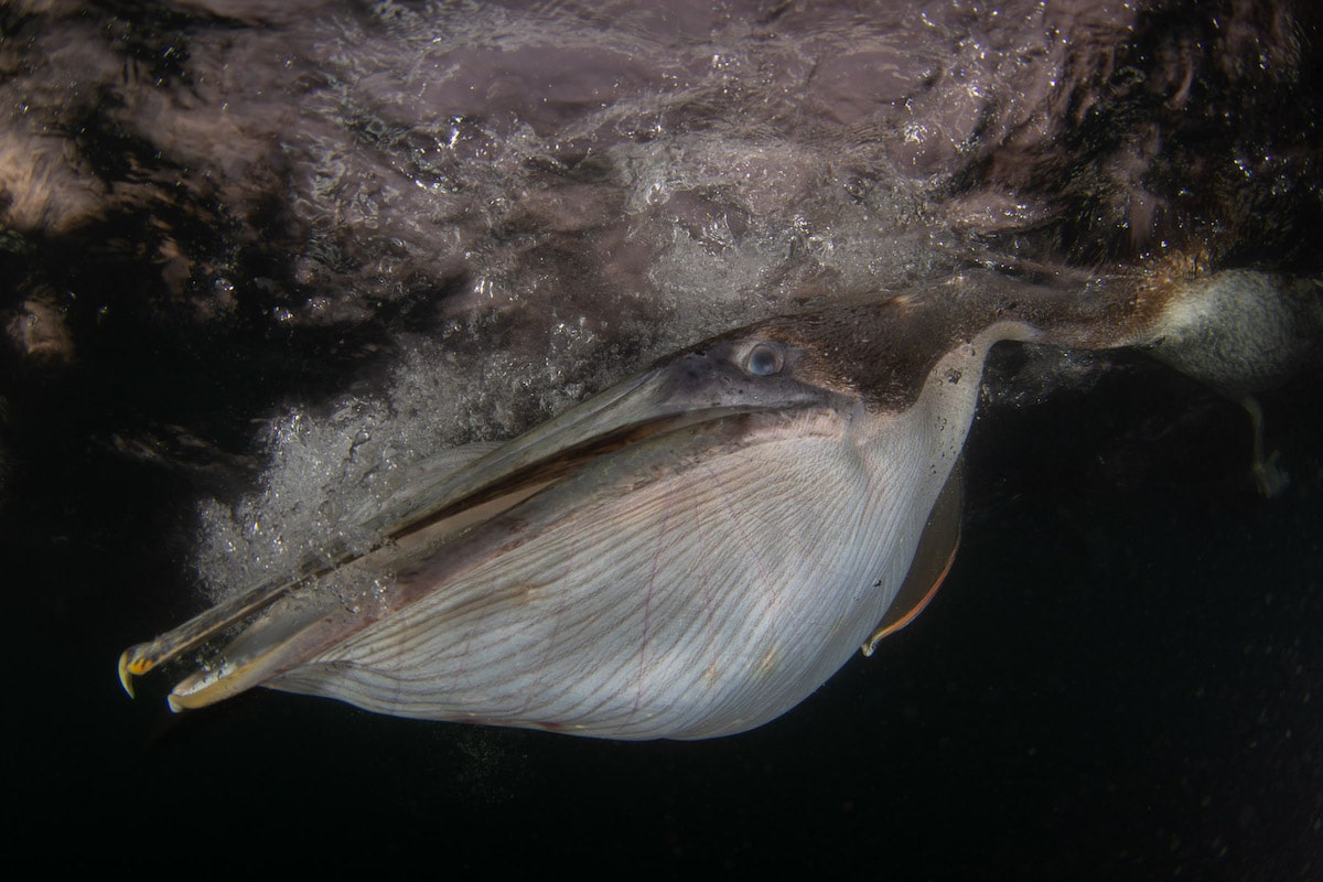 Underwater Portrait of a Brown Pelican