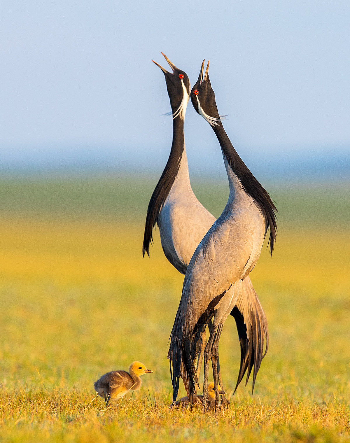 Two Adult Demoiselle Cranes Calling Out