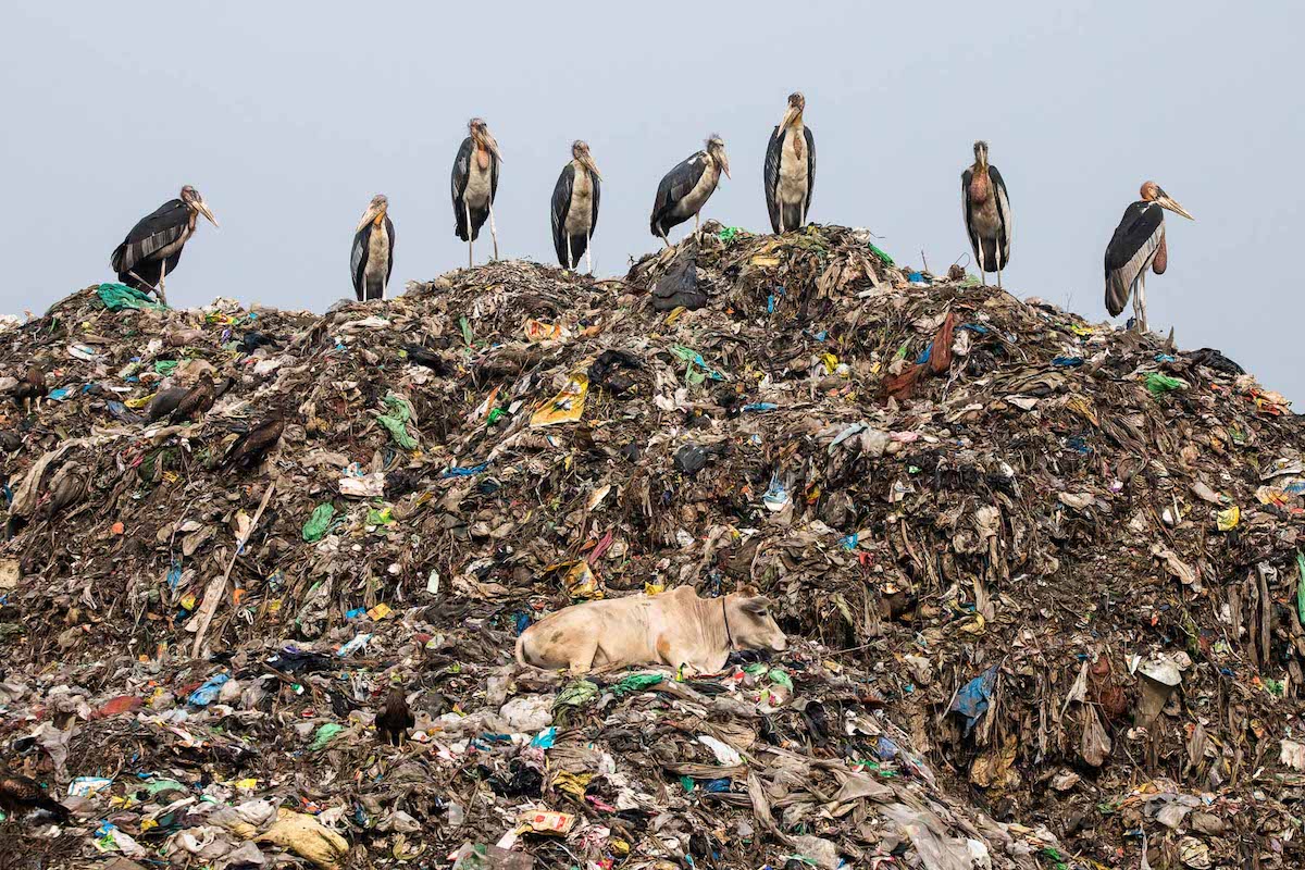 Endangered Greater Adjutant Storks Among Garbage in India