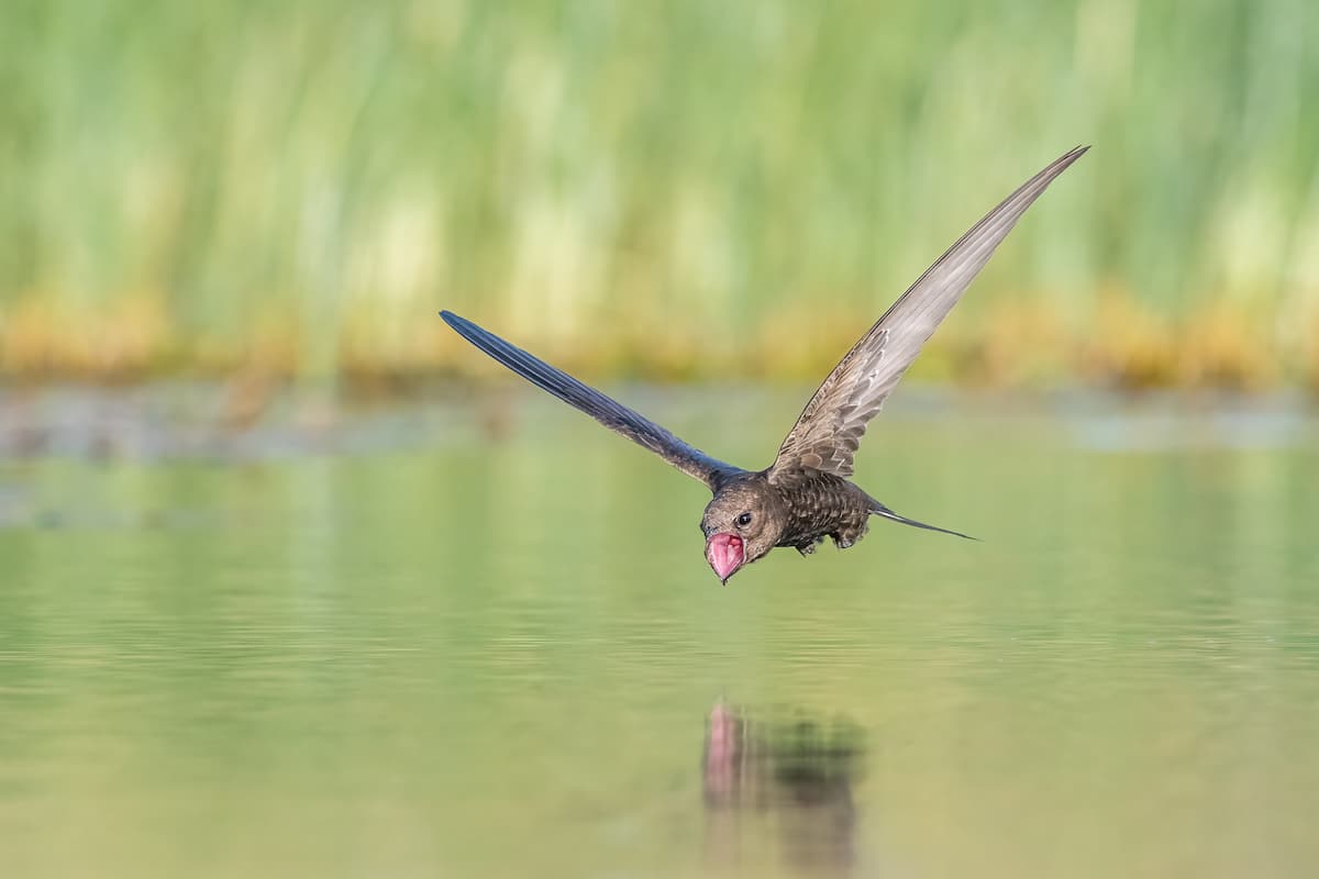 Common Swift Flying Over a Body of Water