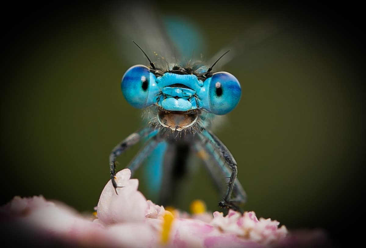 Dragonfly That Looks Like It's Laughing