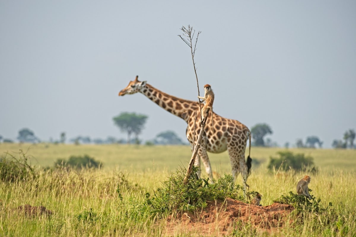 Monkey Riding on the Back of a Giraffe
