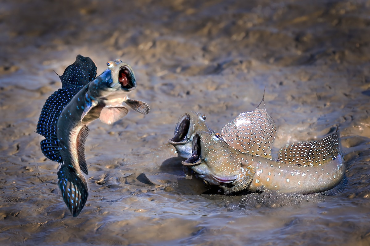 Mudskipper Jumping