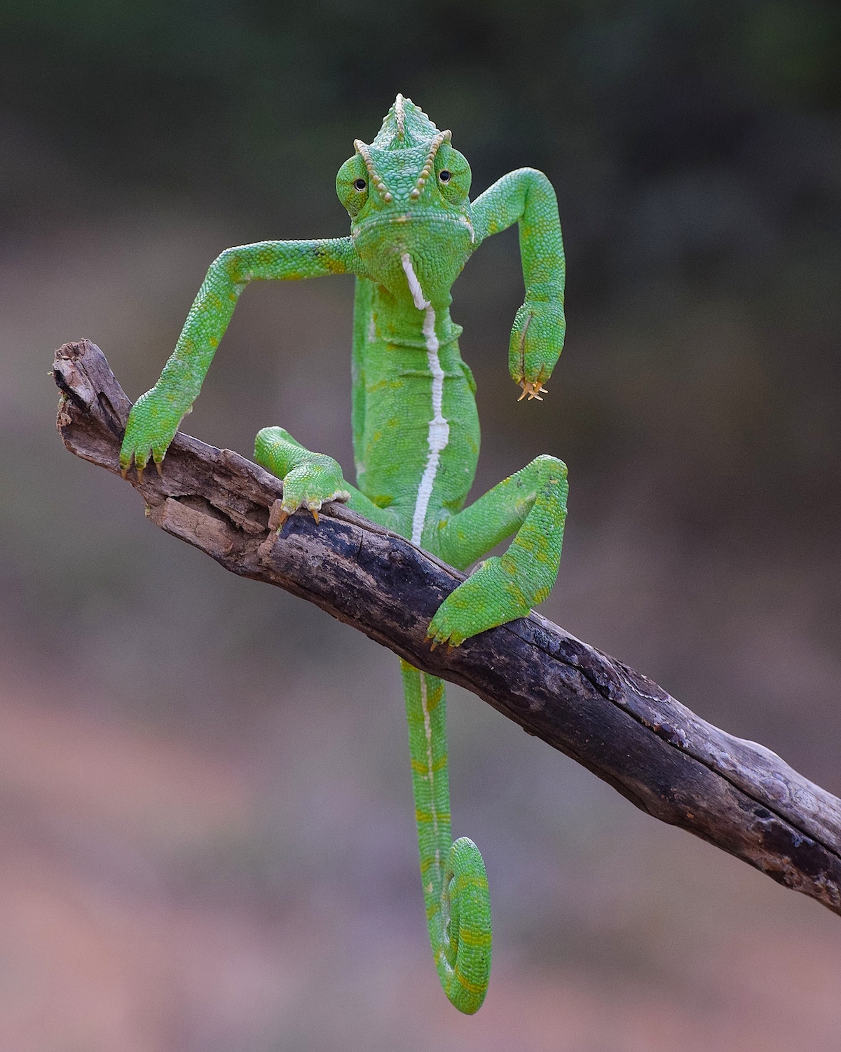 Indian Chameleon on a Branch