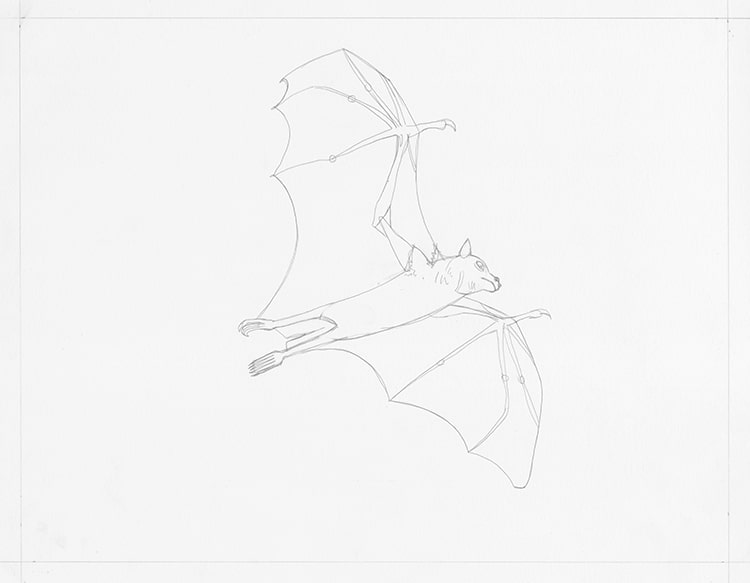 Learn How to Draw a Bat Flying in the Sky Step by Step ViralBandit