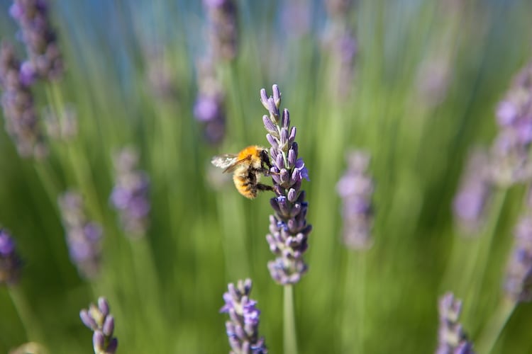 Honey Bee on a Piece of Lavender