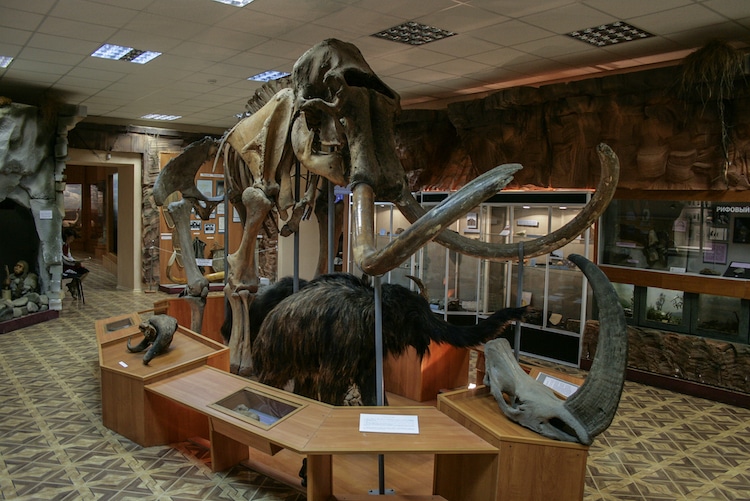 Woolly Mammoth Skeleton at the National Museum of Yakutsk