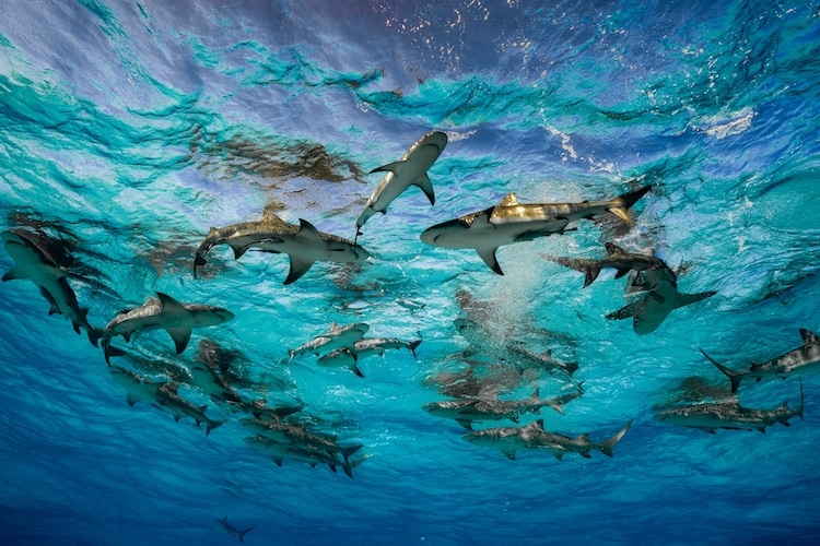 Sharks Shot by Cristina Mittermeier