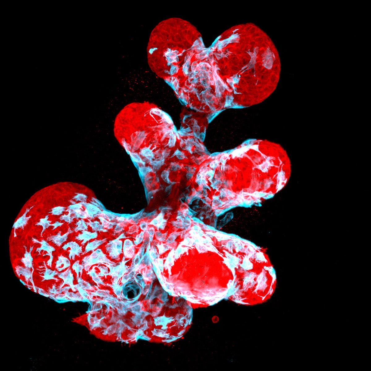 Nikon Small World Photomicrography