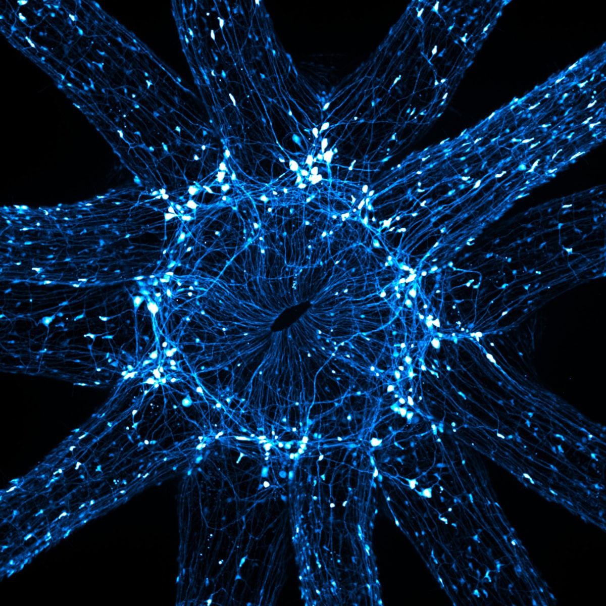 in vivo snapshot of the neurons surrounding the mouth and tentacles of a juvenile starlet sea anemone