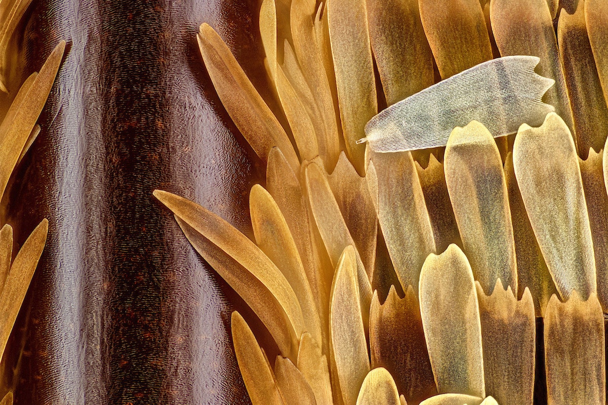 Close Up Photo of a Vein and Scales on a Butterfly Wing