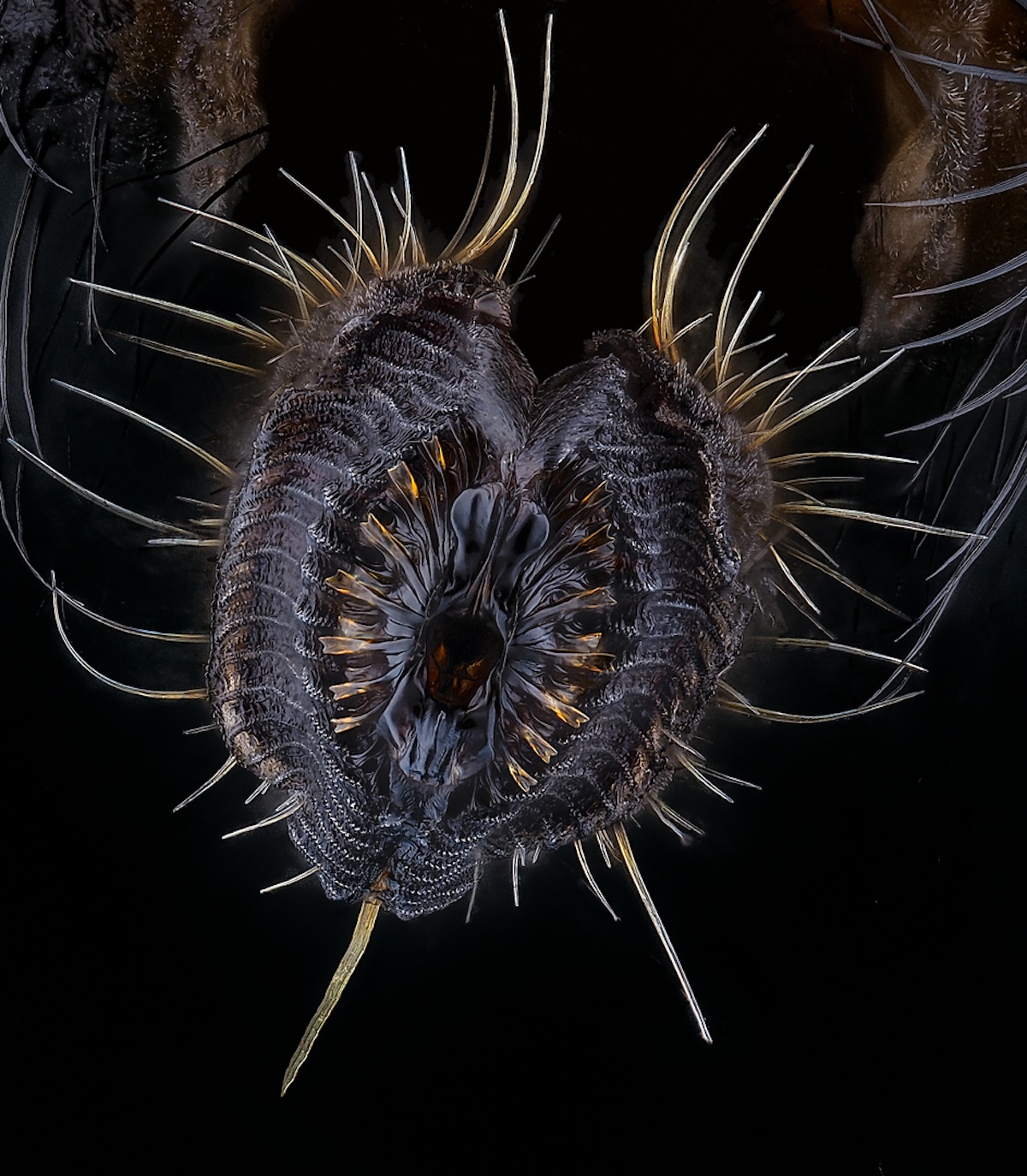 Close Up Photo of a Proboscis of a housefly