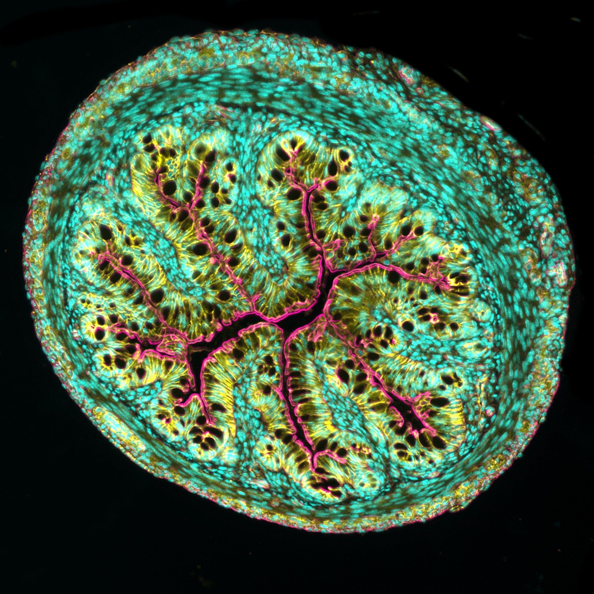 Cross section of mouse intestine
