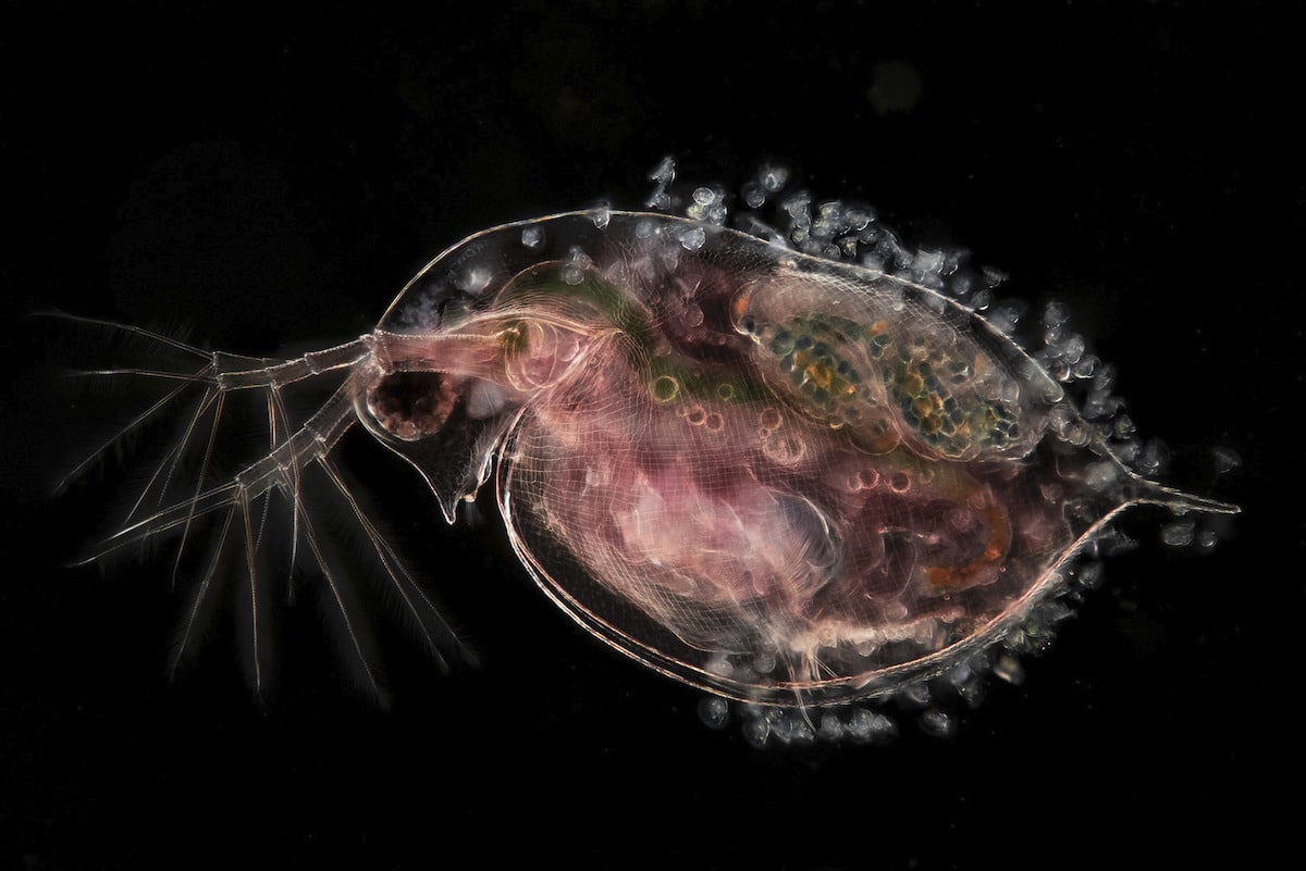 Water flea (Daphnia), carrying embryos and peritrichs