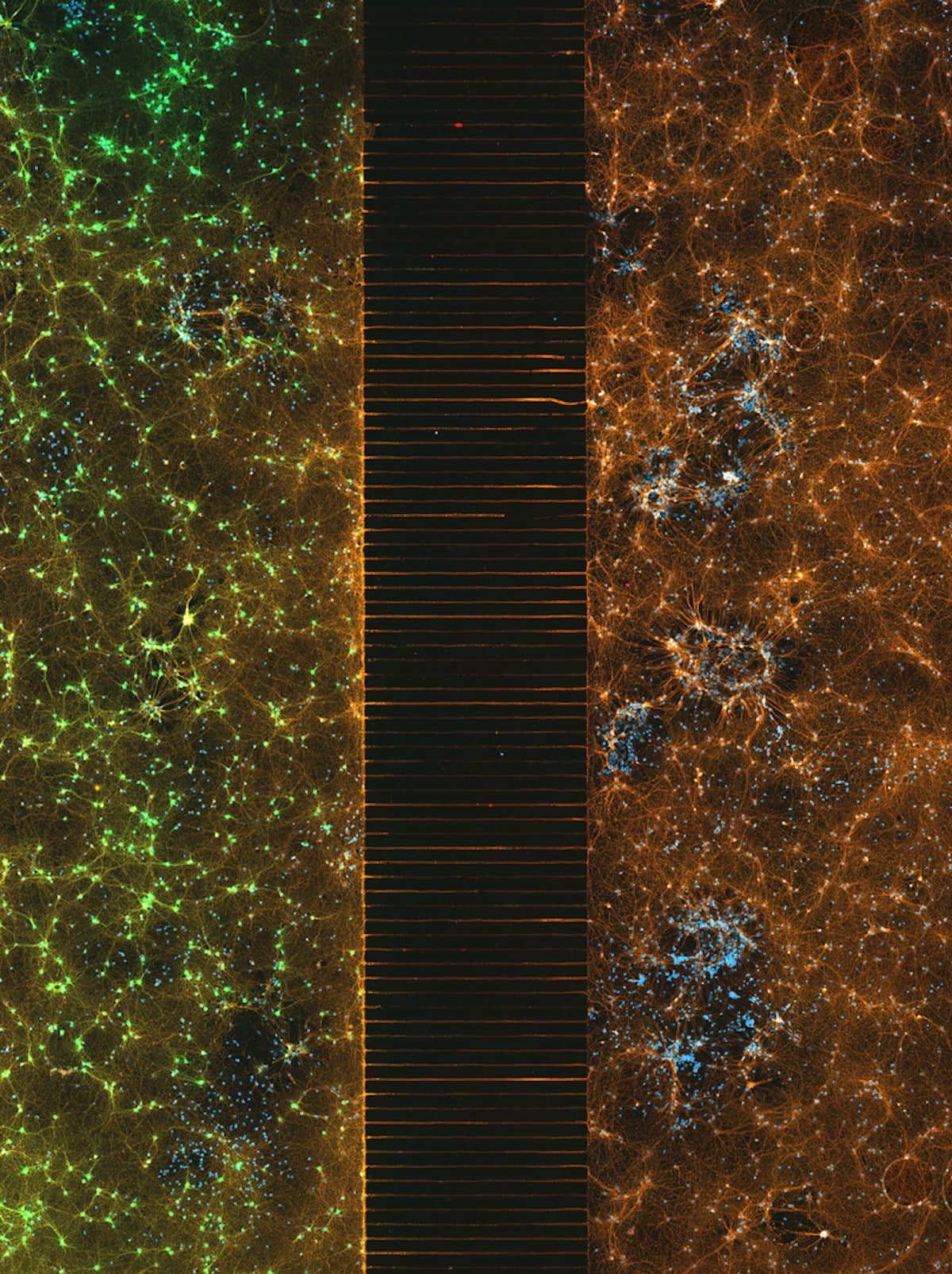 A microfluidic device containing 300k networking neurons
