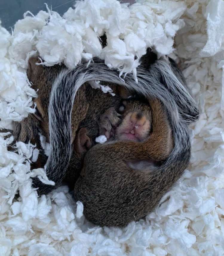 Teenager Bailee Villavaso Saves Orphaned Squirrels From Hurricane