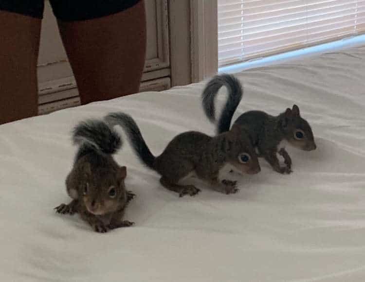 Teenager Bailee Villavaso Saves Orphaned Squirrels From Hurricane