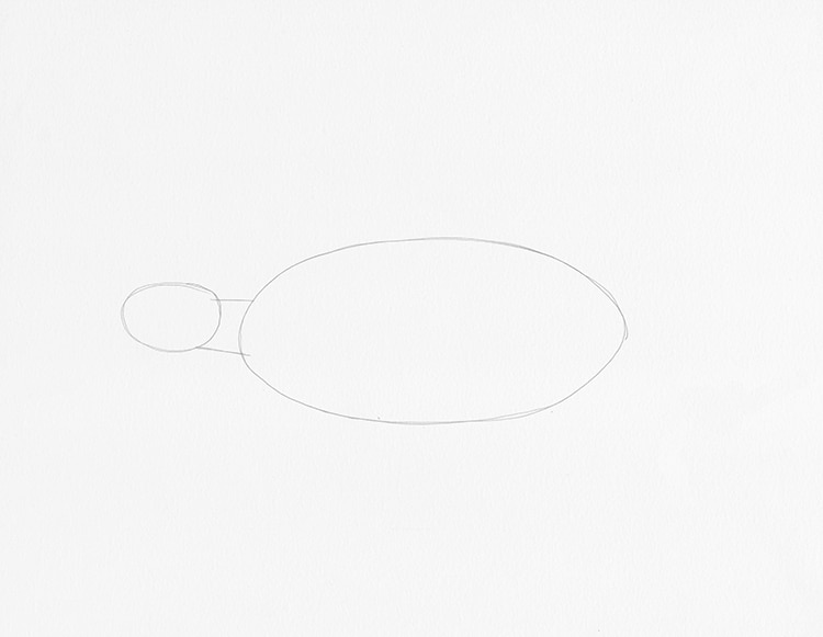 How to Draw a Turtle