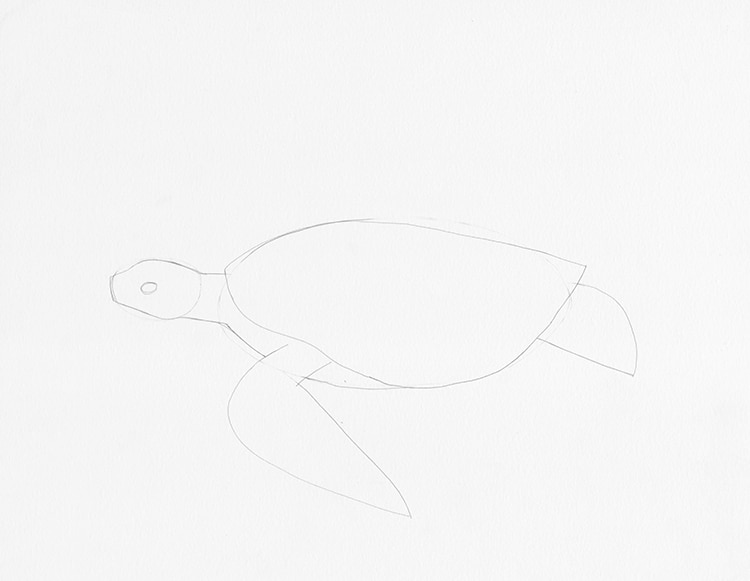 How to Draw a Turtle