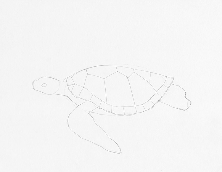 How to Draw a Turtle