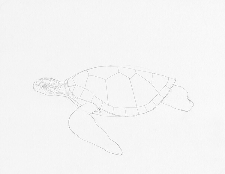 How to Draw a Turtle