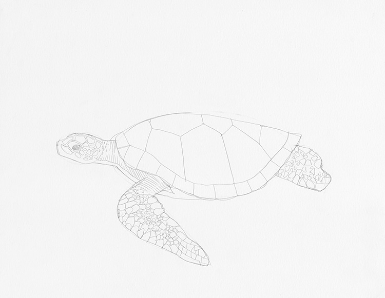 How to Draw a Turtle