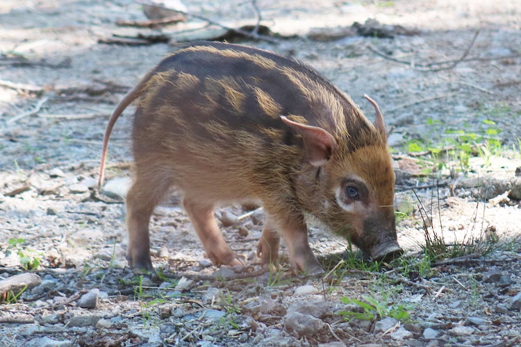 Red River Hog Piglet Born at Franklin Park Zoo