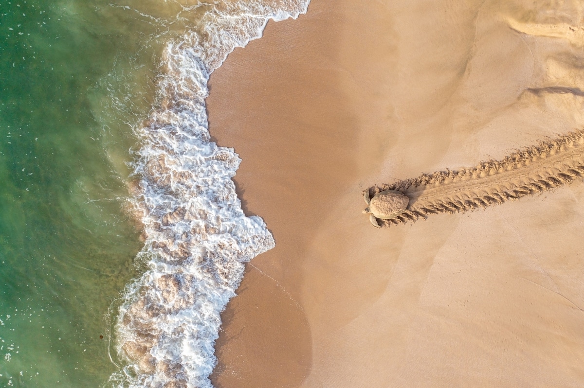 Aerial Photo of Green Turtle Heading to Water After Laying Eggs