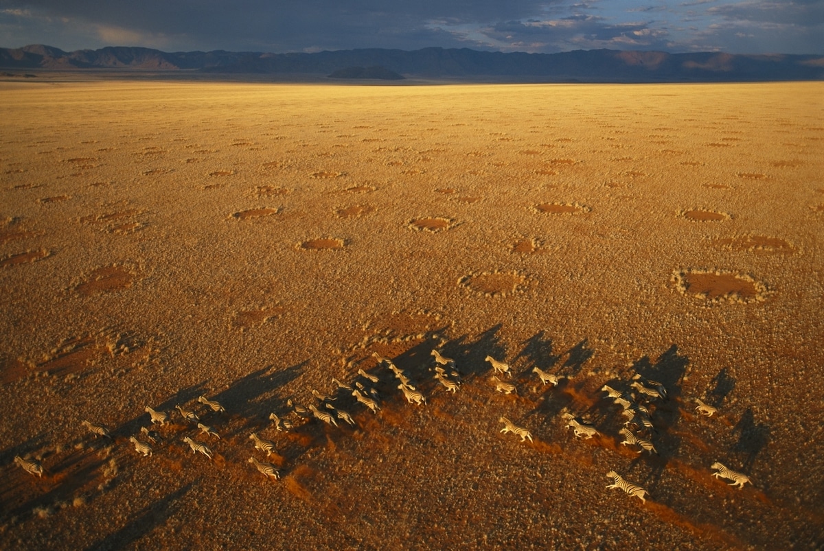 Zebra herd in the Namib Rand Nature Reserve in Namibia