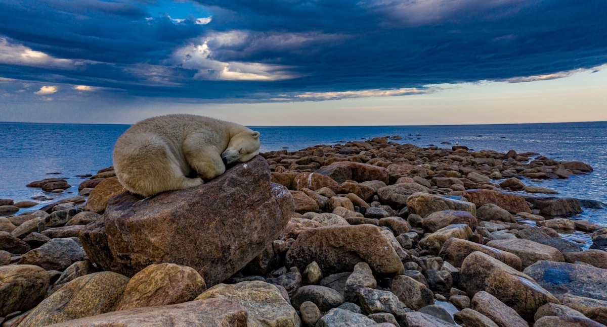 Bear Sleeping on Rocks