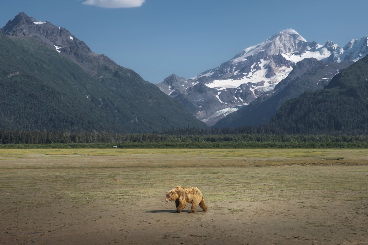 How to Photograph a Brown Bear in Alaska by Dan Zafra