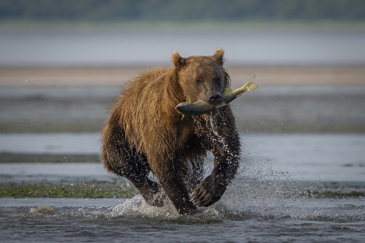 Brown Bear Catching Salmon in Chinitna Bay