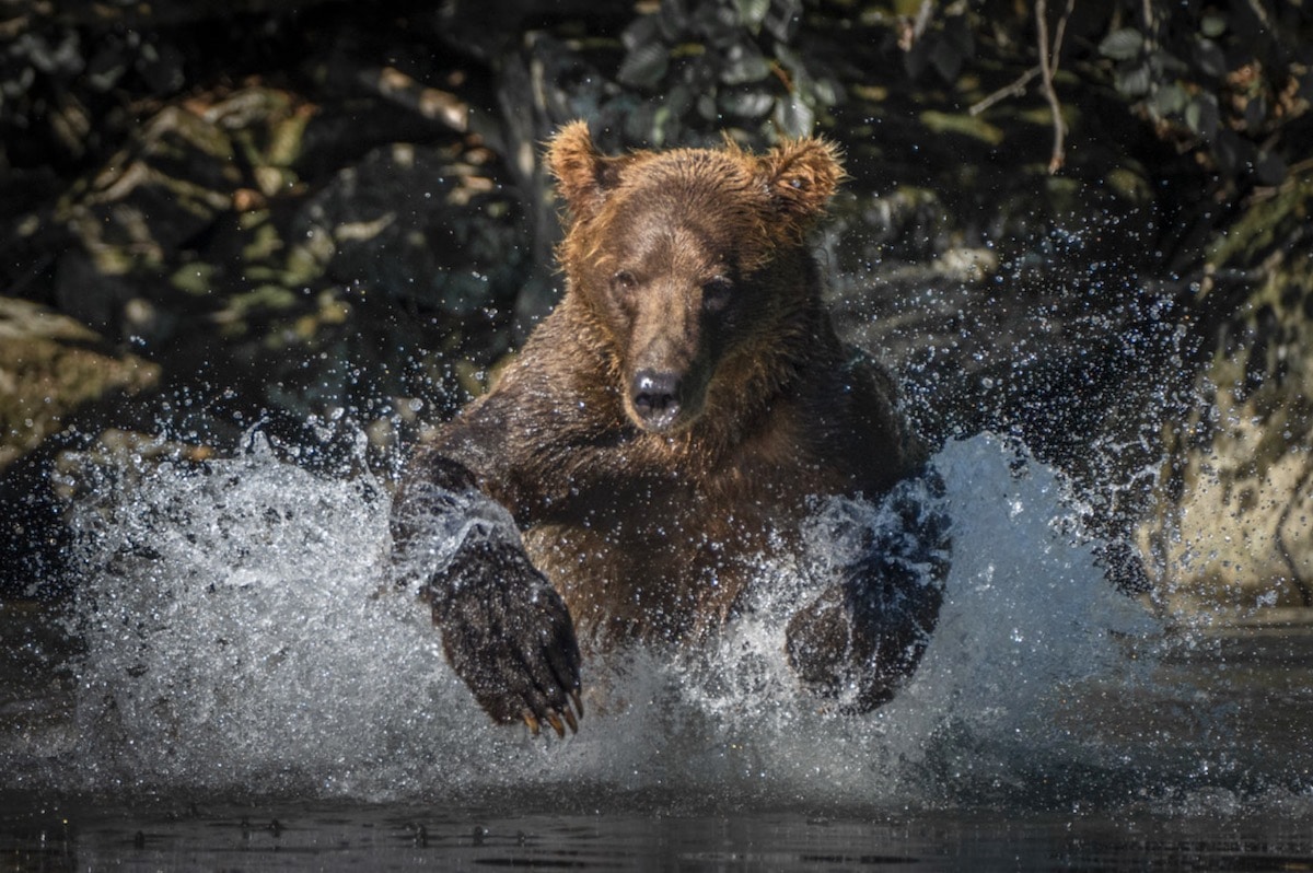 Brown Bear Salmon Fishing
