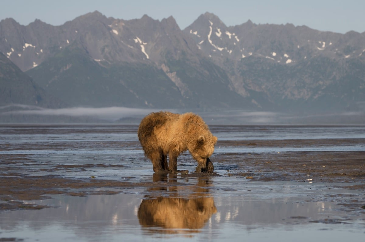 Coastal Brown Bear Clamming in Alaska