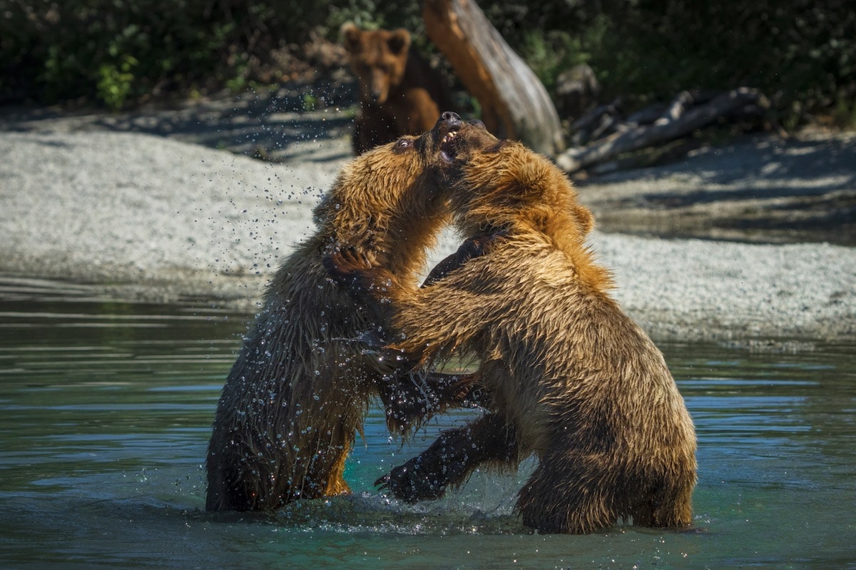 Coastal Brown Bears Fighting in Alaska