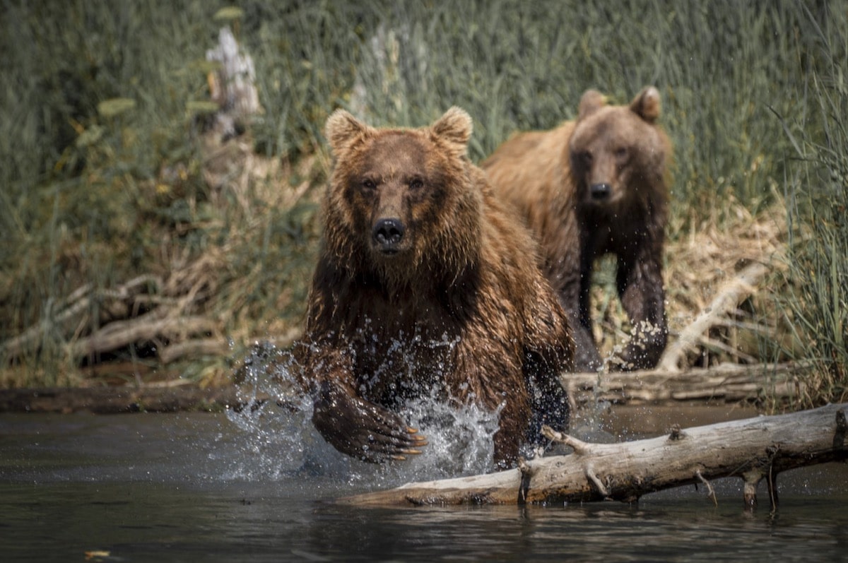 Two Coastal Brown Bears Playing in the River